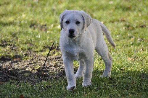 Labrador